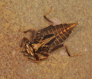 Phanogomphus quadricolor, nymph